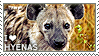 I Love Hyenas