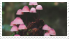 Mushroom Stamp Mushroom Stamp