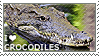 I Love Crocodiles I Love Crocodiles